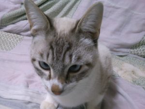 猫のより目はシャムやシャムトラに多いのはなぜ? 猫と別荘暮らし